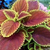 Coleus Samen Vomov Master Blend, Lebendige Zierpflanze, seltene Samen