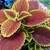 Coleus Samen Vomov Master Blend, Lebendige Zierpflanze, seltene Samen