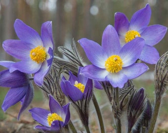 Anemone (seeds) Violet Pasque Flower, Vibrant Flower, Rare Seeds for Planting, Great for Outdoors and Indoors, Colorful Gift for Gardener