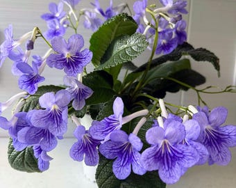 Streptocarpus Ladyslippers Blue Ice Live Starter Plant, Easy Grow Rare Houseplant, Vibrant Lavender Bloom Veined Cape Primrose Evergreen
