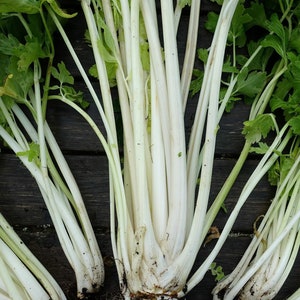 Może przedstawiać: Zbliżenie na kilka pęczków selera z białymi łodygami i zielonymi liśćmi. Seler jest ułożony wachlarzowo na ciemnym drewnianym tle.