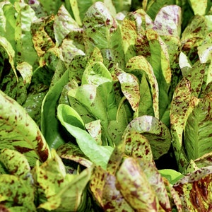 Lettuce (seeds) Forellenschluss, Vegetable Easy to Grow, Fresh Edible Live Plant for Your Garden or Farm, Rare Heirloom Gift for Gardener