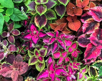 May include: A vibrant assortment of coleus plants, showcasing a variety of leaf colors and patterns. The image features shades of green, purple, pink, and orange, creating a colorful display. Some plants have small, delicate flowers.