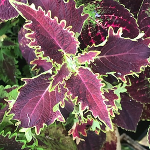 May include: Close-up of a plant with deep red leaves with a lime green border. The leaves have a ruffled edge.