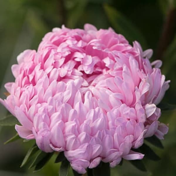 Aster (semi) Paeony Duchessa Rosa Callistephus chinensis, fiore vibrante, pianta rara, ideale per esterni e interni, regalo per giardiniere