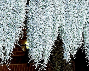 Dichondra (seeds) Silver Falls, Ornamental Plant, Rare Seeds for Planting, Great for Outdoors in Full Sun and Indoors, Gift for Gardener