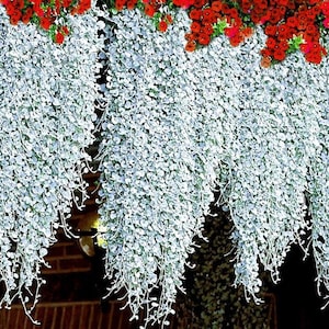 May include: A cascading display of two types of plants. The top row features bright red flowers, while the bottom row features a trailing plant with silvery-green leaves.