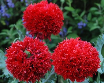 Poppy (seeds) Crimson Feathers, Red Vibrant Flower, Rare Plant, Great for Outdoors and Indoors, Gift for Gardener