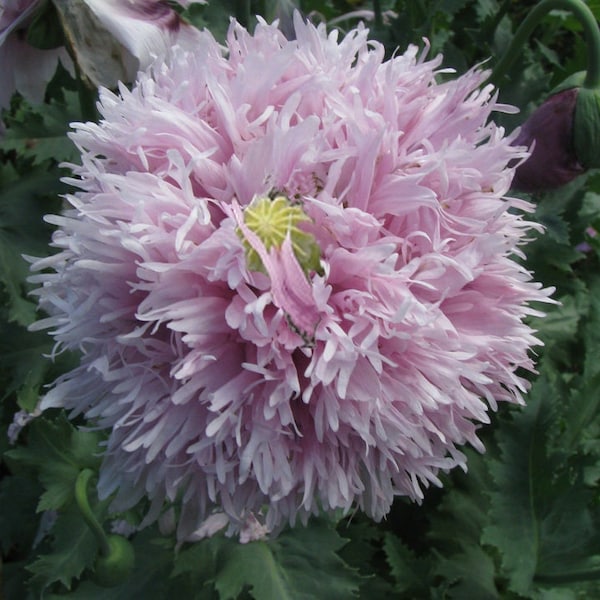 Poppy (seeds) Lilac PomPom, Purple Violet Vibrant Flower, Rare Plant, Great for Outdoors and Indoors, Gift for Gardener