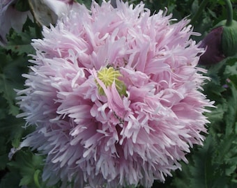 Può includere: Primo piano di un grande fiore di papavero rosa e soffice con un centro giallo. Il fiore è in piena fioritura e ha una texture delicata e piumosa.