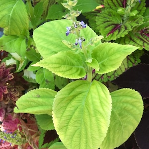 May include: A close-up of a green plant with light green leaves and small purple flowers. The plant is in focus, while the background is blurred.