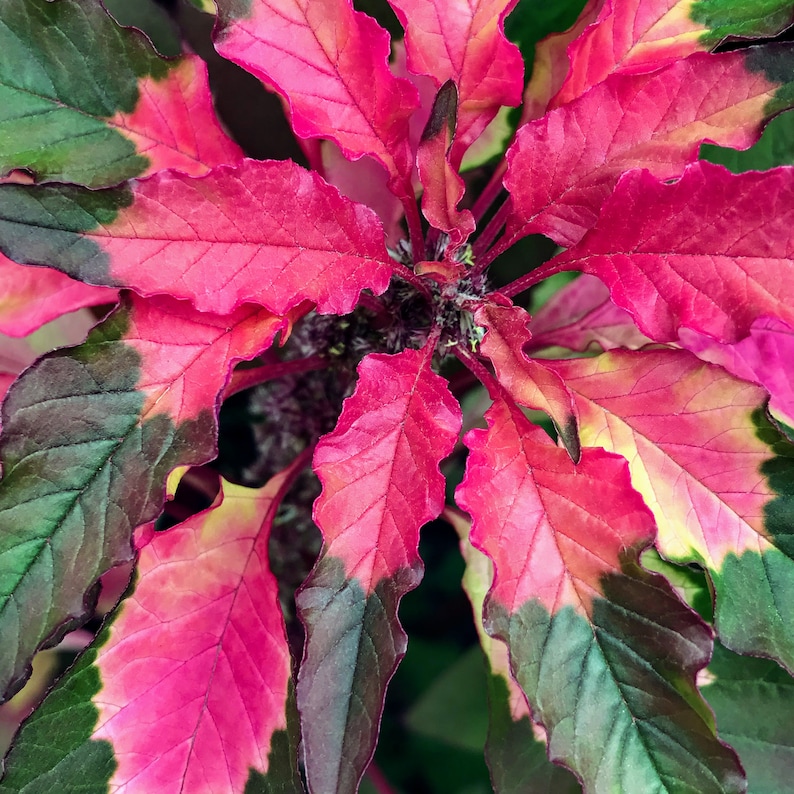 Amaranthus (seeds) Tricolor Early Splendor - Etsy