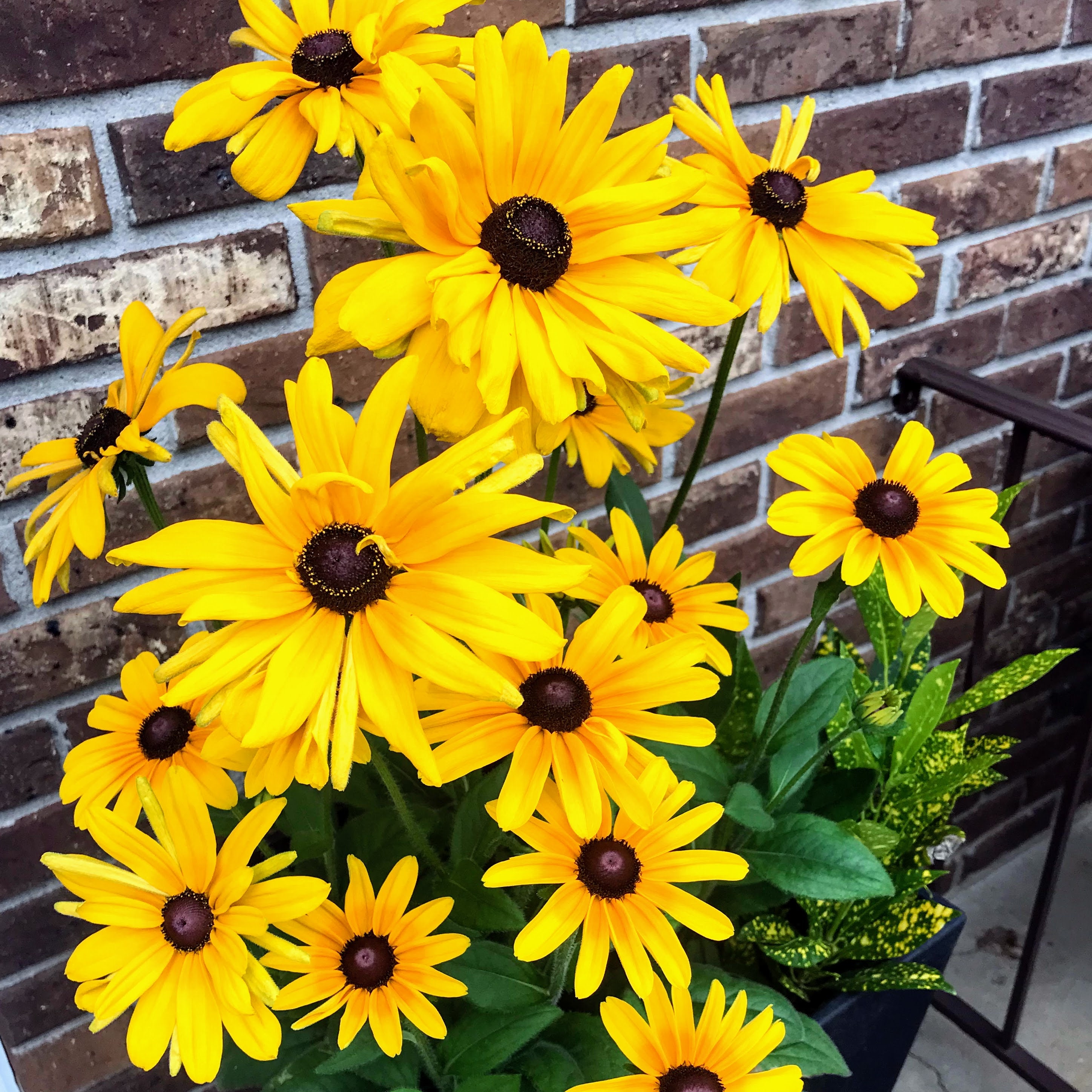 Rudbeckia Hirta Seedling
