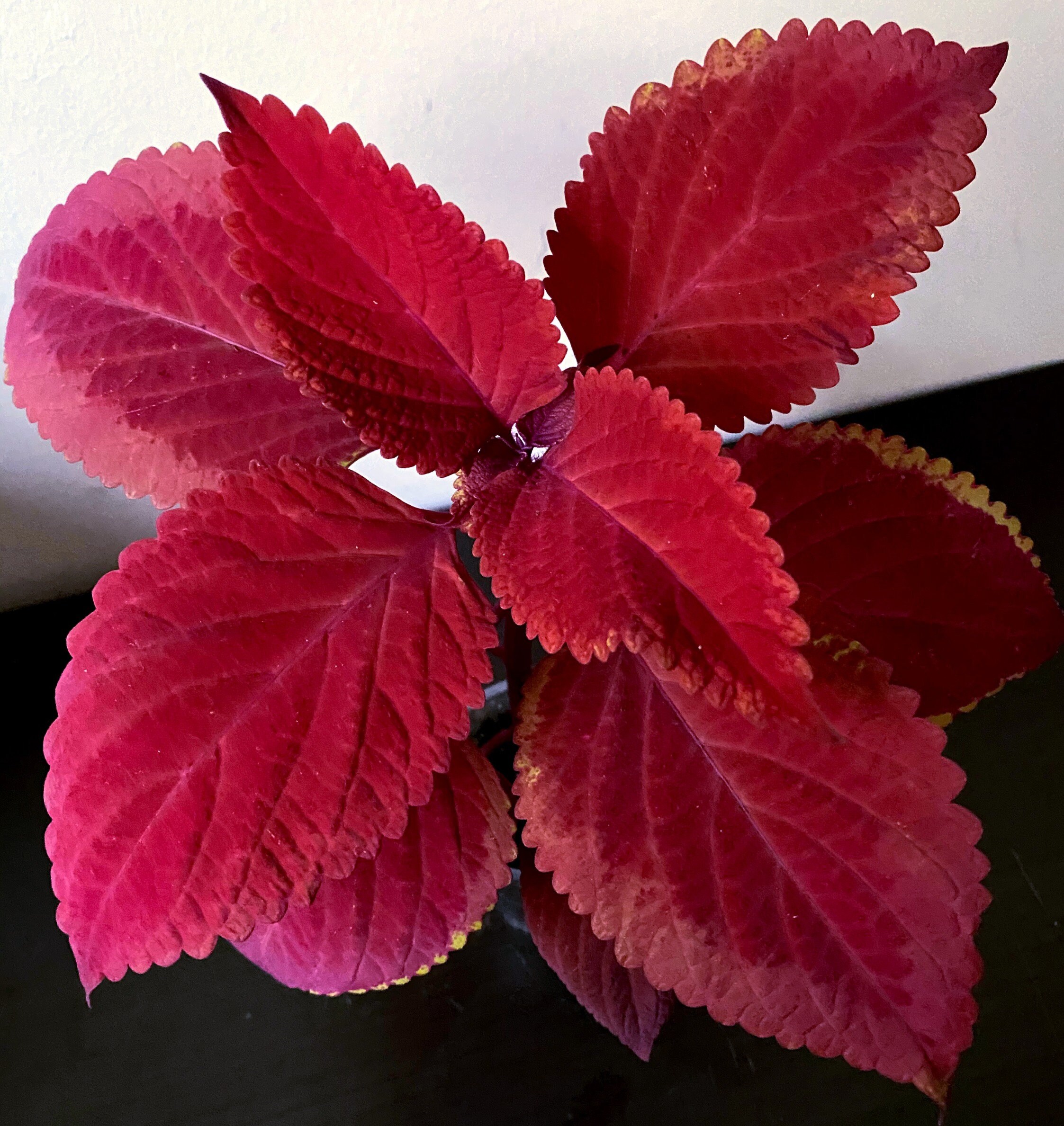 Coleus Redhead Etsy