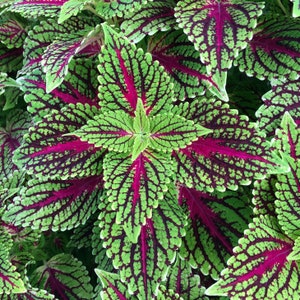 Coleus Dragon Heart, Live Rooted Starter Plant, Vibrant Ornamental Foliage, Great for Outdoors and Indoors, Rare Colorful Gift for Gardener