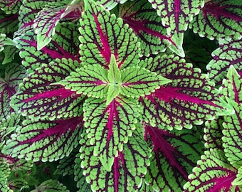 Coleus Dragon Heart, Live Rooted Starter Plant, Vibrant Ornamental Foliage, Great for Outdoors and Indoors, Rare Colorful Gift for Gardener