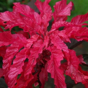May include: Close-up of a vibrant red plant with ruffled leaves. The plant's leaves are a deep, rich red color, with a slightly textured surface. The plant has a central stem with multiple leaves branching out.