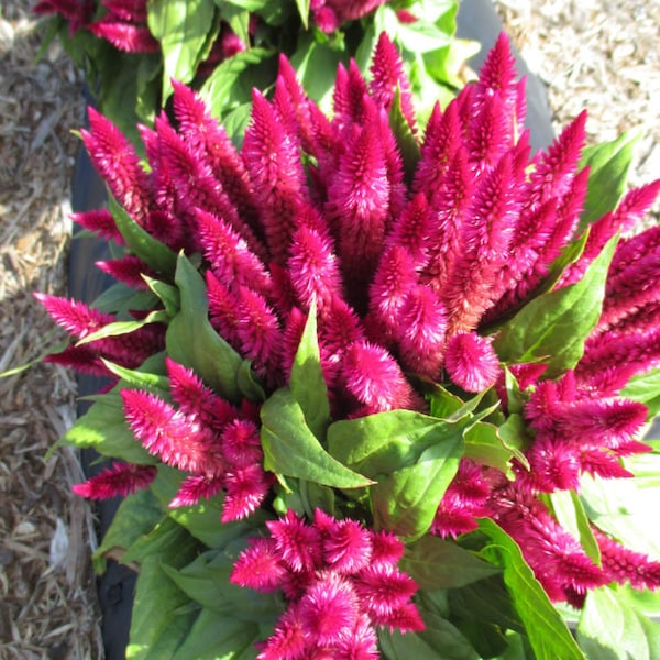 Celosia (Samen) Kosmo Kirsche, lebendige Blume, seltene Samen zum Pflanzen, ideal für Draussen und Drinnen, Buntes Geschenk für Gärtner