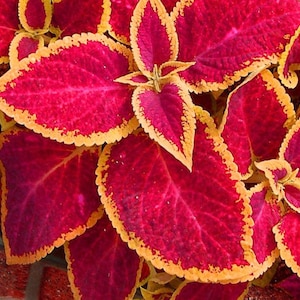 May include: Close-up of a vibrant red plant with yellow edges on the leaves. The leaves are arranged in a cluster, creating a textured and colorful display.