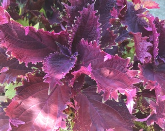 Coleus Dark Ruffles, Live Rooted Starter Plant, Vibrant Ornamental Foliage, Great for Outdoors and Indoors, Rare Colorful Gift for Gardener