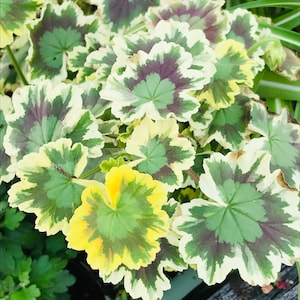 Geranium Brocade Mrs. Pollock, Red Flowering Live Houseplant, Rare Variegated, Gift for Gardener, Easy to Grow and Care, Indoor or Outdoor