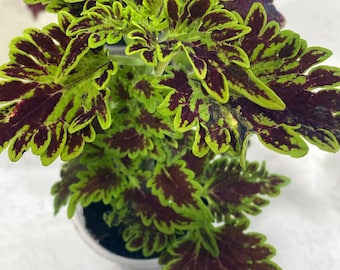 Coleus Apocalypse Mosaic, Live Rooted Starter Plant, Vibrant Ornamental Foliage, Great Outdoors and Indoors, Rare Colorful Gift for Gardener