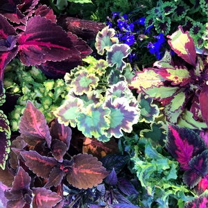 Coleus Samen Vomov Master Blend, Lebendige Zierpflanze, seltene Samen