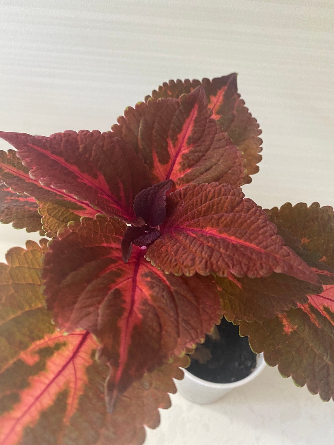 Coleus Kingswood Torch Live Starter Plant Vibrant Ornamental - Etsy