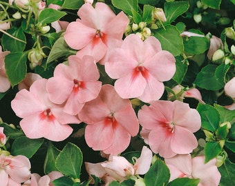 Impatiens (seeds) Walleriana Baby Pink