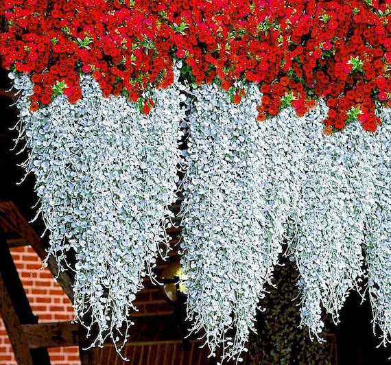 plant ambrosia Ambrosia pumila, San Diego Ambroisa – Plant Material main image 1