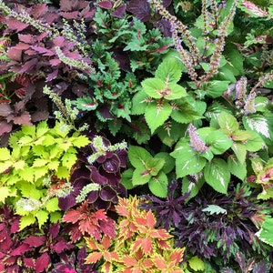 Coleus Samen Vomov Master Blend, Lebendige Zierpflanze, seltene Samen