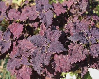 Coleus (semillas) Black Dragon, planta ornamental vibrante, semillas raras para plantar, ideal para exteriores e interiores, regalo colorido para jardineros