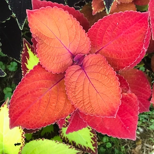 May include: A close-up of a plant with large, red, and orange leaves. The leaves have a scalloped edge and a prominent vein pattern.