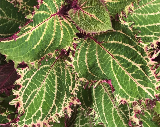 Coleus Peter's Wonder, Live Rooted Starter Plant, Vibrant Ornamental