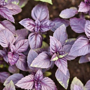 May include: Close-up of purple basil plants with textured leaves. The leaves are a deep purple color, with some green accents. The plants are growing in dark soil, creating a vibrant contrast.