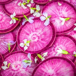 Radish (seeds) Pusa Gulabi, Tasty Root Vegetable, Easy to Grow Fresh Edible Live Plant for Your Garden or Container, Rare Gift for Gardener
