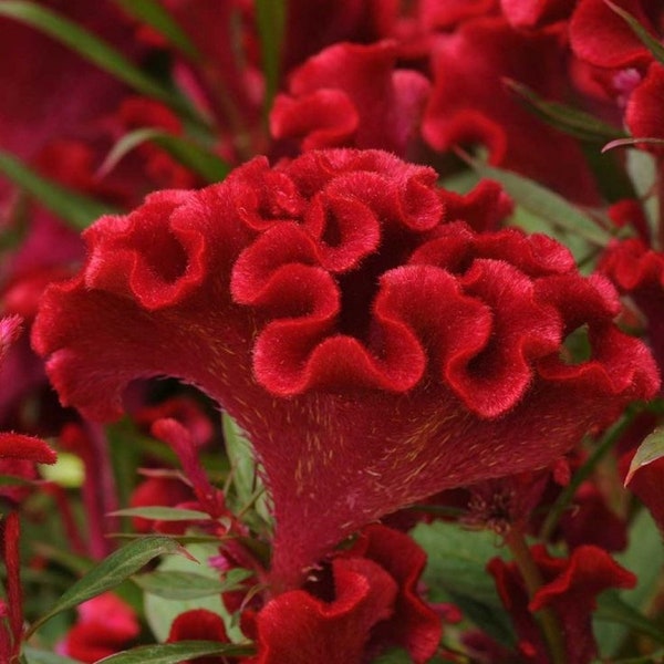 Celosia (semi) pettine di gallo rosso contorto, fiore vibrante, semi rari per la semina, ottimo per esterni e interni, regalo colorato per giardiniere
