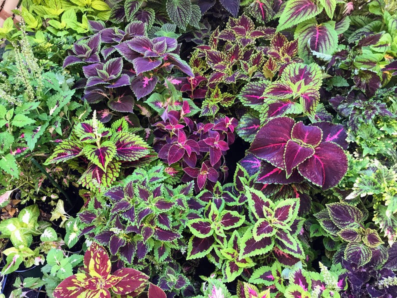 Coleus (seeds) Full Sun Mix, Vibrant Ornamental Plant, Rare Seeds for ...
