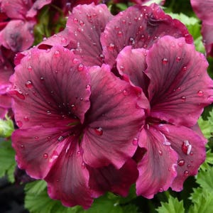 May include: Close-up of a vibrant burgundy geranium flower with water droplets. The petals display a gradient of deep burgundy to a lighter pinkish-burgundy hue, with dark veins. Green leaves provide a contrasting background.