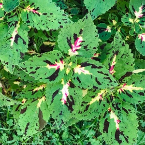 Coleus (seeds) Calipsa, Vibrant Ornamental Plant, Rare Seeds for Planting, Great for Outdoors and Indoors, non-GMO, Gift for Gardener