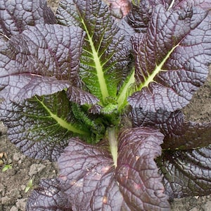 Puede incluir: Primer plano de una planta de mostaza con hojas grandes y texturizadas. Las hojas son de un color burdeos intenso con prominentes venas verdes y un centro verde vibrante. La planta crece en tierra.