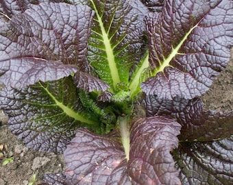 Mostaza (semillas) Japonesa Gigante Roja Hoja Grande Picante Vegetal para Ensalada Verde Fácil de Cultivar Reliquia Rara Regalo para Jardineros Especia Comestible Planta