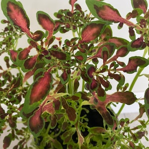May include: A potted plant with green and red leaves. The leaves have a variegated pattern of green, red, and white.