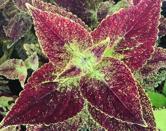 Coleus (seeds) Florida Sunshine, Vibrant Ornamental Plant, Rare Seeds for Planting, Great for Outdoors and Indoors, Gift for Gardener