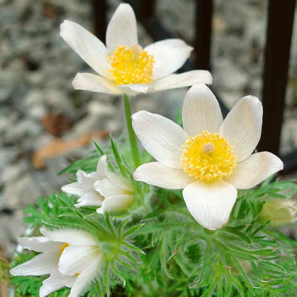 Anemone (seeds) White Pasque Flower, Rare Pollinator Seeds for Planting, Great for Outdoors and Indoors, Colorful Gift for Gardener