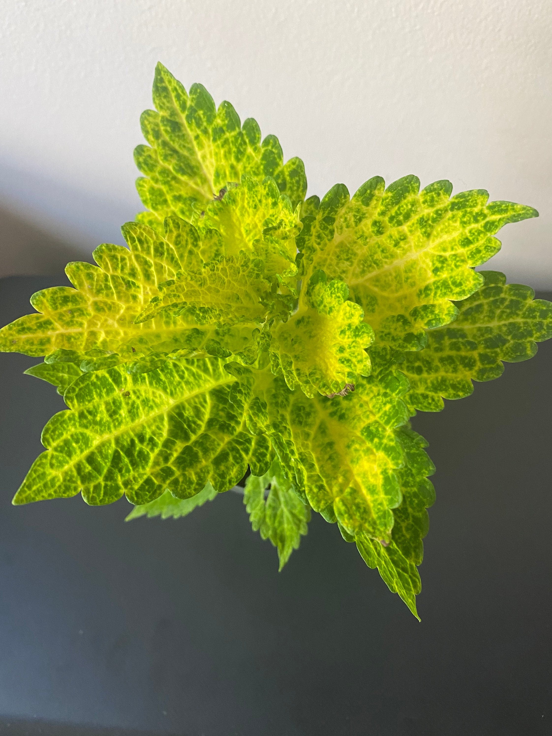 Coleus River Walk, Live Starter Plant, Vibrant Green Yellow Ornamental Foliage, Great for Outdoors and Indoors, Rare Gift for Gardener