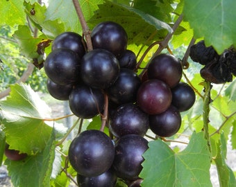 Sementes de uva Muscadine preta gigante, doce e suculenta, fácil de cultivar. Ideal para videiras, vinificação, vinhedos, produção de sabão, beleza e óleo de ervas.