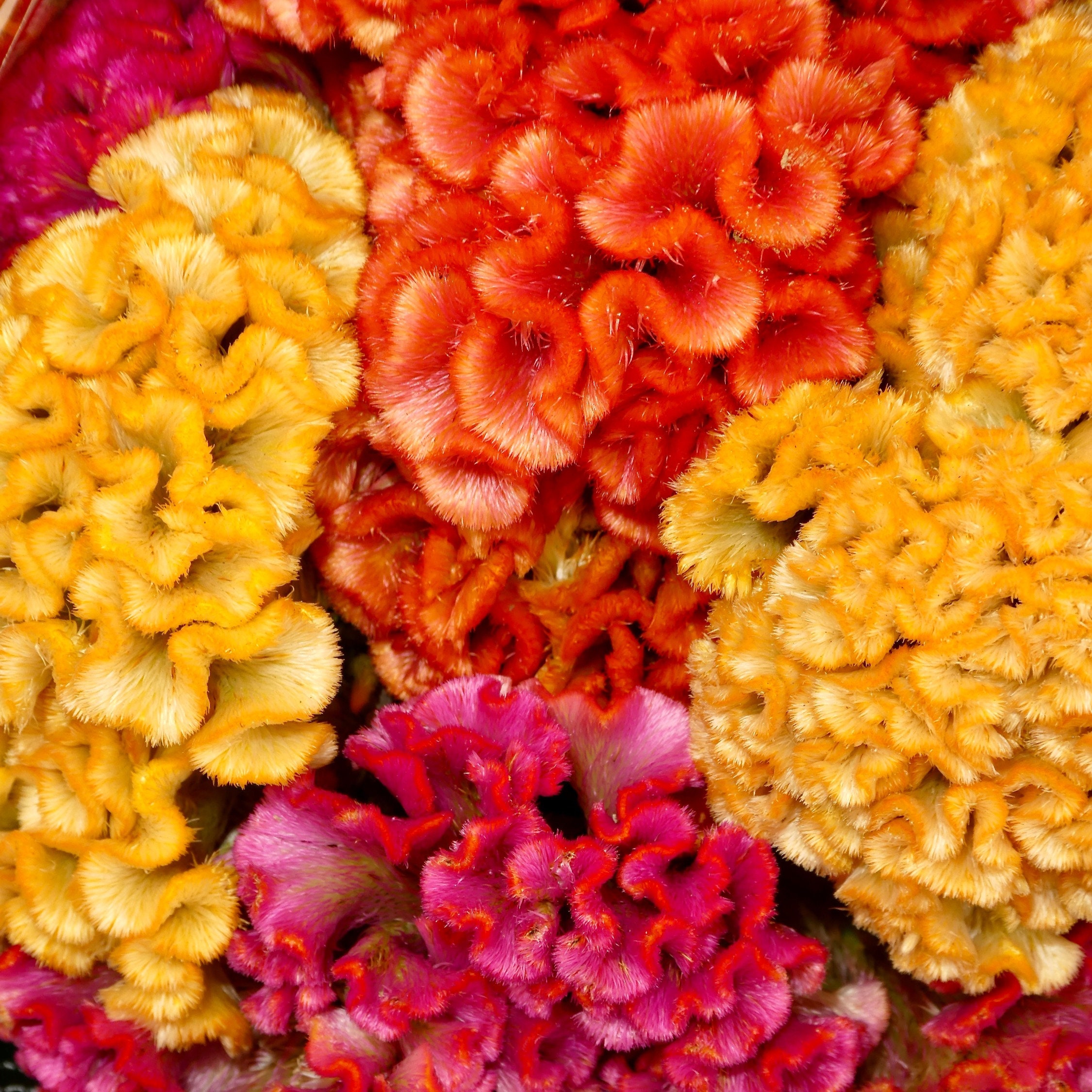 Celosia (seeds) Cockscomb Cristata Mix, Vibrant Flower, Rare Seeds for Planting, Great for Outdoors and Indoors, Colorful Gift for Gardener
