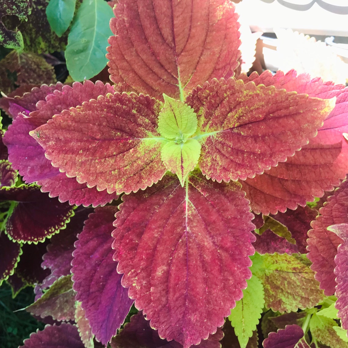 Coleus Alabama Sunset Live Rooted Starter Plant Vibrant Etsy