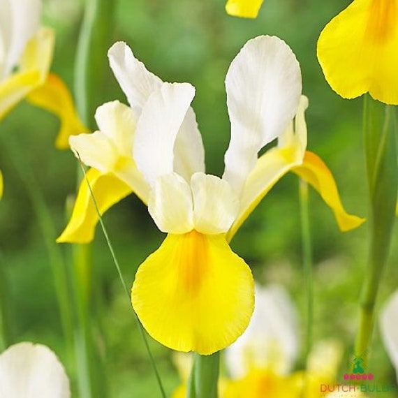 Dutch Iris Symphony bulbo rara flor amarilla y blanca - Etsy España Dutch Iris Symphony bulbo rara flor amarilla y blanca - Etsy España